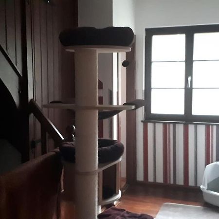 Private Room In Our Home With Free Vvo Ticket & Cats Pirna Zewnętrze zdjęcie