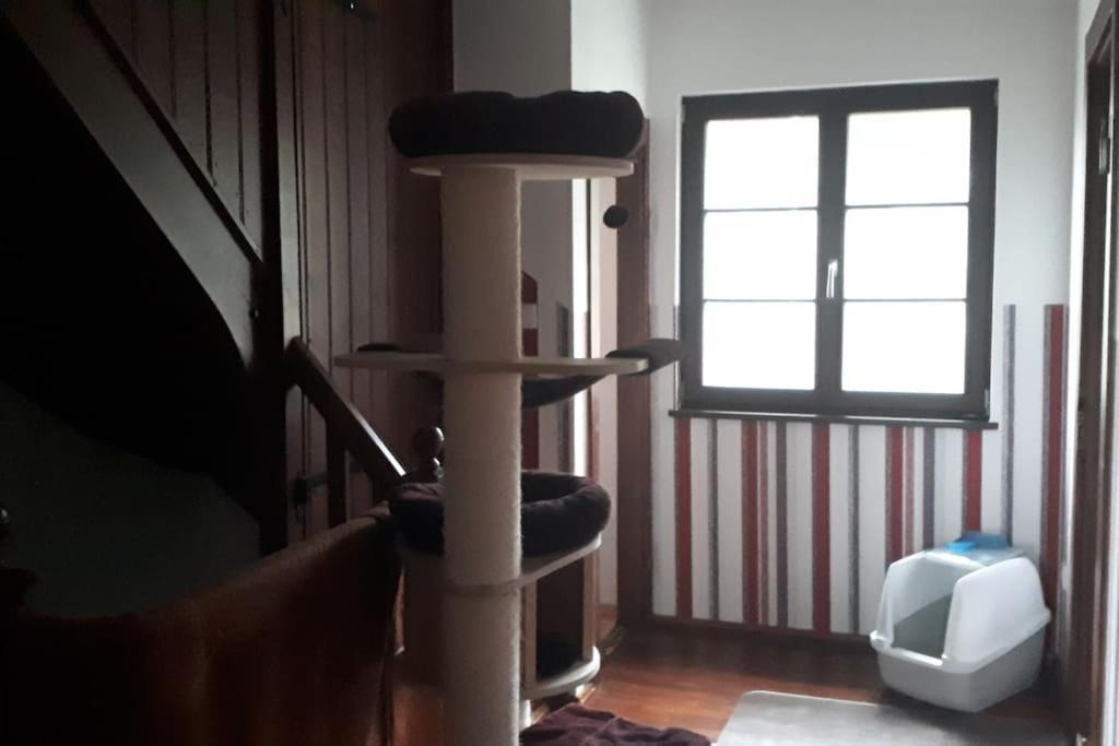 Private Room In Our Home With Free Vvo Ticket & Cats Pirna Zewnętrze zdjęcie