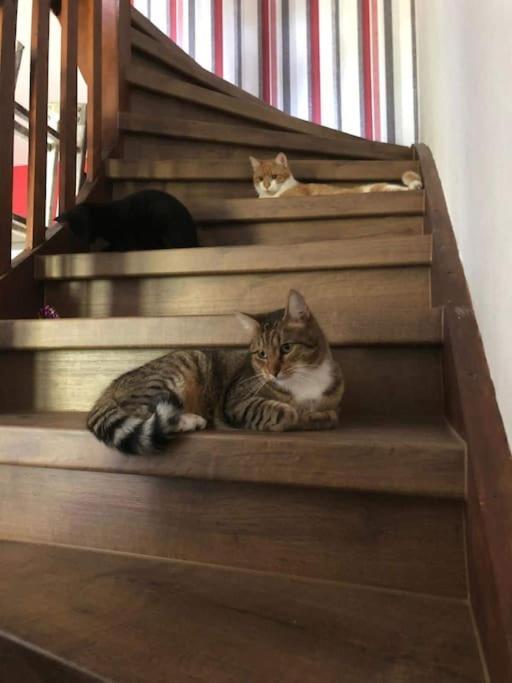 Private Room In Our Home With Free Vvo Ticket & Cats Pirna Zewnętrze zdjęcie